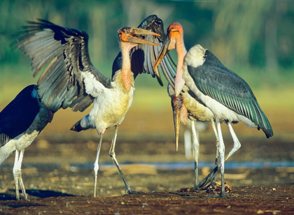Picture of MARABOU STORKS