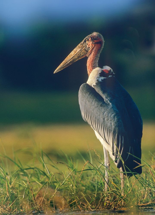 Picture of MARABOU STORK-KENYA II