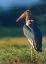 Picture of MARABOU STORK-KENYA II
