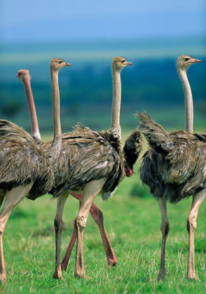 Picture of YOUNG OSTRICHES-KENYA