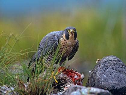 Picture of PEREGRINE FALCON WITH DUCK