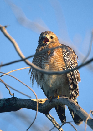 Picture of RED-SHOULDERED HAWK II