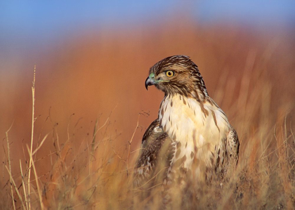 Picture of REDTAIL HAWK