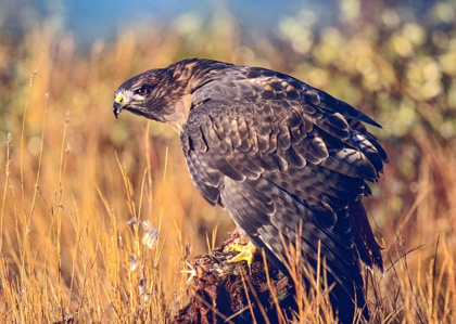 Picture of RED-TAILED HAWK