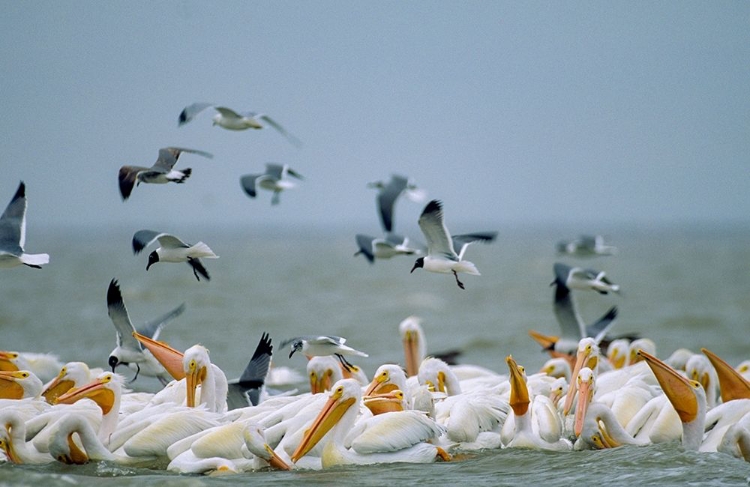 Picture of WHITE PELICANS AND GULLS FISHING-TEXAS COAST