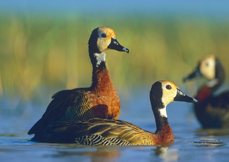 Picture of WHITE-FACED TREE DUCKS-KENYA I