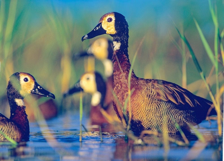 Picture of WHITE-FACED TREE DUCKS-KENYA II