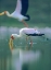 Picture of YELLOW-BILLED STORK FEEDING-KENYA