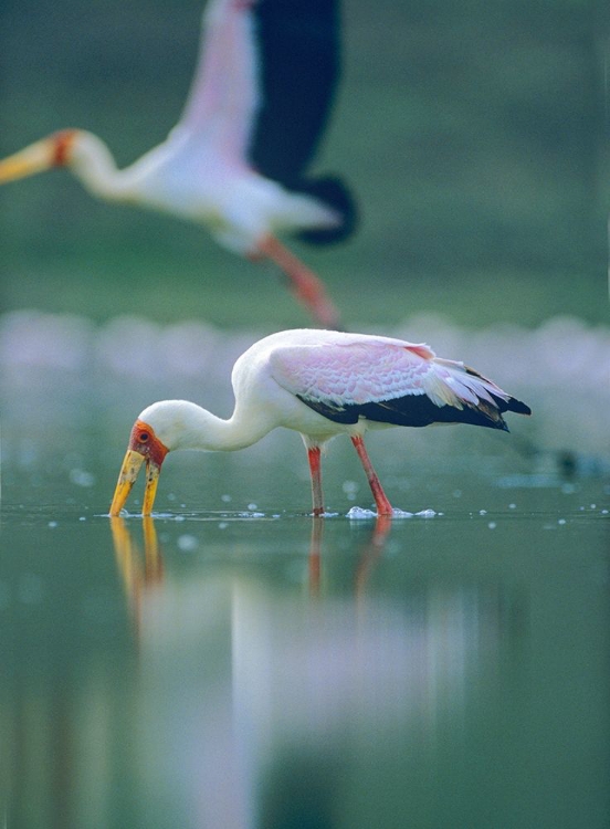 Picture of YELLOW-BILLED STORK FEEDING-KENYA