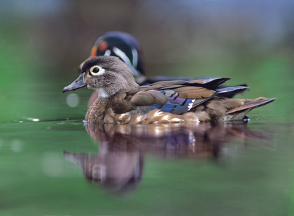 Picture of WOOD DUCKS