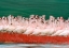 Picture of LESSER FLAMINGOS PARADING-KENYA