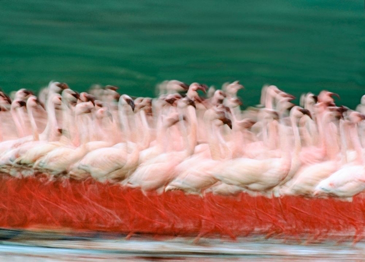 Picture of LESSER FLAMINGOS PARADING-KENYA