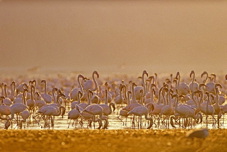 Picture of LESSER AND GREATER FLAMINGOS-LAKE BARINGO-KENYA