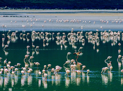 Picture of LESSER FLAMINGOS-KENYA