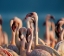 Picture of LESSER FLAMINGOS