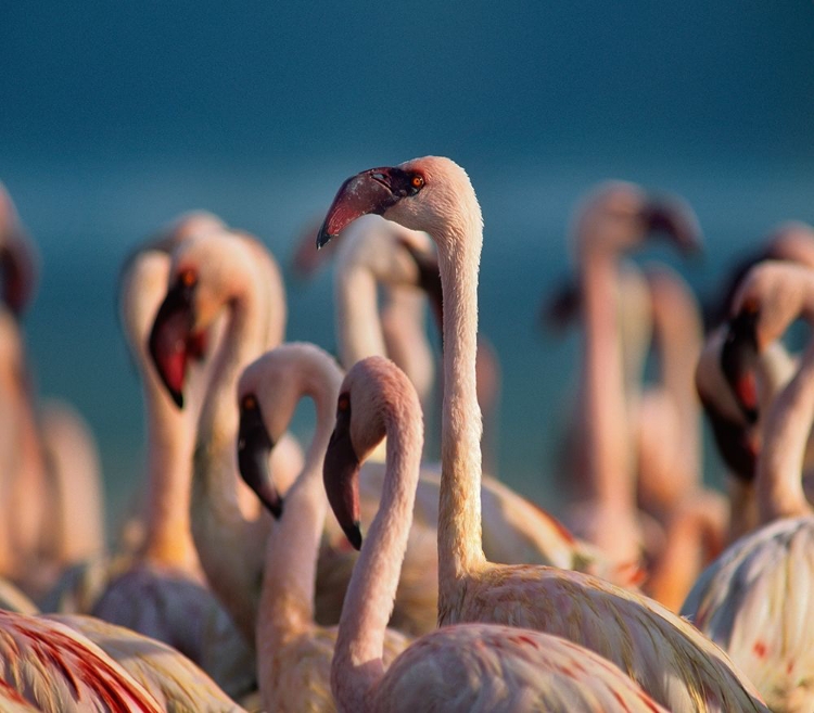 Picture of LESSER FLAMINGOS