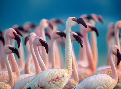 Picture of LESSER FLAMINGOS-KENYA