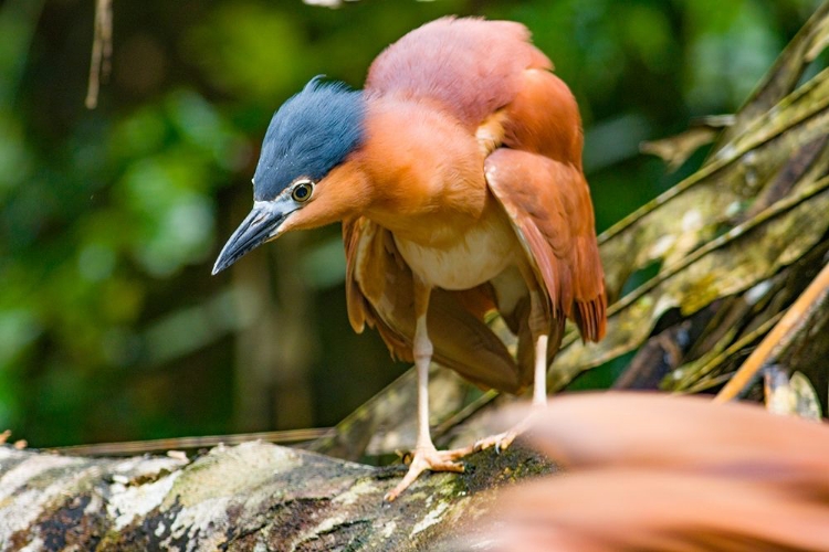 Picture of REDDISH HERON-SABAH-MALAYSIA