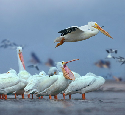 Picture of WHITE PELICANS AT BOLIVAR FLATS,TEXAS