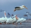 Picture of WHITE PELICANS AT BOLIVAR FLATS,TEXAS