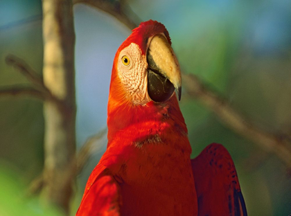 Picture of SCARLET MACAW