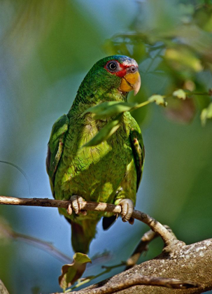 Picture of WHITE-FRONTED PARROT I