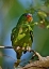 Picture of WHITE-FRONTED PARROT I