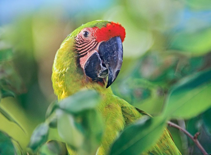 Picture of GREAT GREEN MACAW I