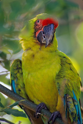 Picture of GREAT GREEN MACAW II