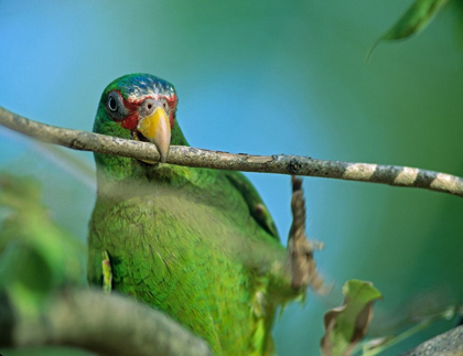 Picture of WHITE-FRONTED PARROT II