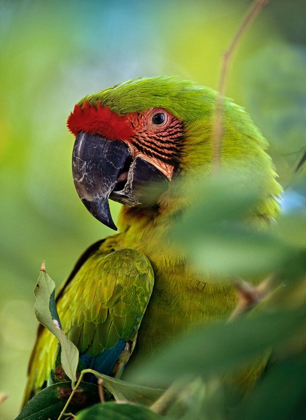 Picture of GREAT GREEN MACAW III