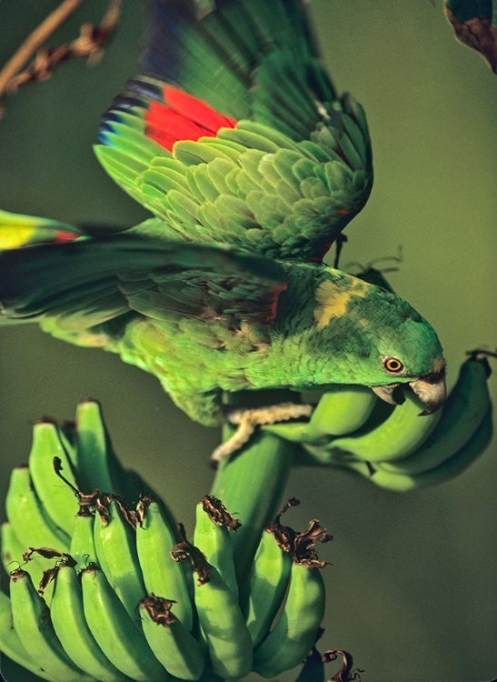 Picture of YELLOW-NAPED PARROT