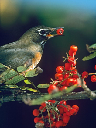 Picture of AMERICAN ROBIN WITH MOUNTAIN ASH BERRIES