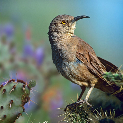 Picture of CURVE-BILLED THRASHER-ARIZONA