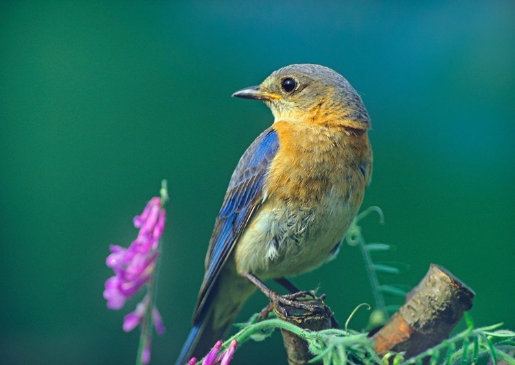 Picture of EASTERN BLUEBIRD FEMALE I