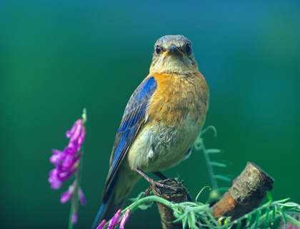 Picture of EASTERN BLUEBIRD FEMALE II