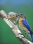 Picture of EASTERN BLUEBIRDS-MALE AND FEMALE