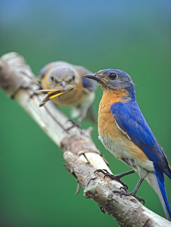 Picture of EASTERN BLUEBIRDS-MALE AND FEMALE