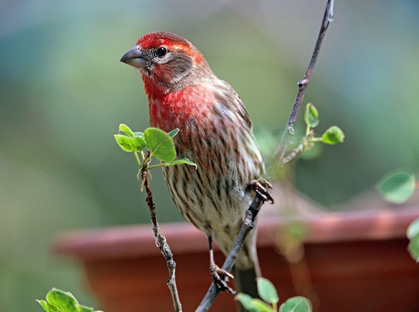 Picture of HOUSE FINCH AT BIRD FEEDER