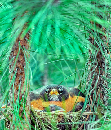 Picture of AMERICAN ROBIN ON THE NEST