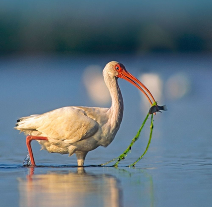 Picture of WHITE IBIS WITH FISH