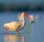 Picture of WHITE IBIS WITH FISH