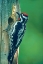 Picture of YELLOW-BELLIED SAPSUCKER