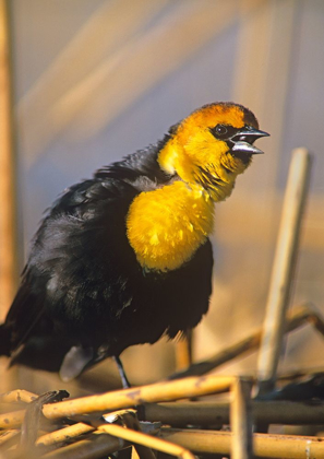 Picture of YELLOW-HEADED BLACKBIRD