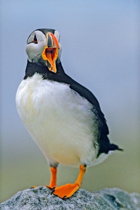 Picture of ATLANTIC PUFFIN I
