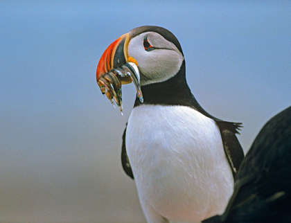 Picture of ATLANTIC PUFFIN II