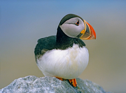 Picture of ATLANTIC PUFFIN III