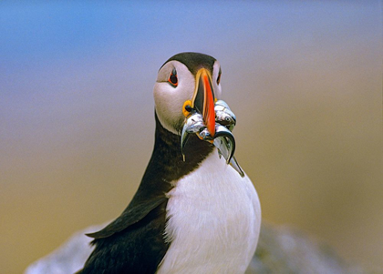 Picture of ATLANTIC PUFFIN IV