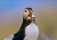 Picture of ATLANTIC PUFFIN IV