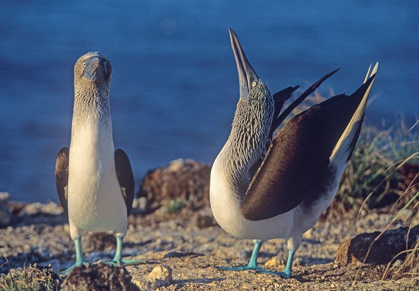 Picture of BLUE-FOOTED BOOBIES COURTSHIP IN DISPLAY